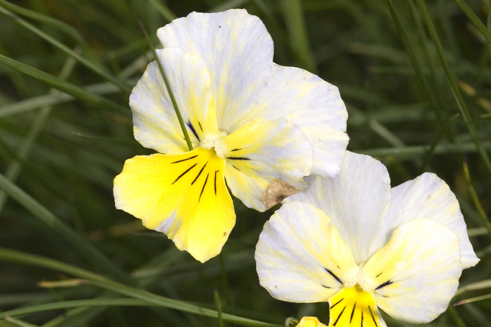 Viola calcarata/Viola con sperone